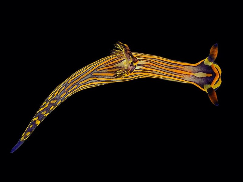 Tambja affinis photo by Bernard Picton