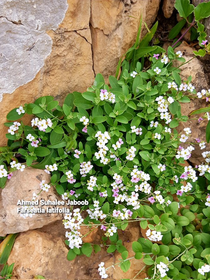 Farsetia latifolia - تصوير أ. أحمد سوحلي
