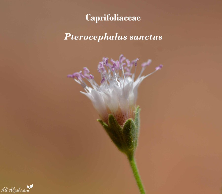 Pterocephalus sanctus - تصوير د. علي الزهراني