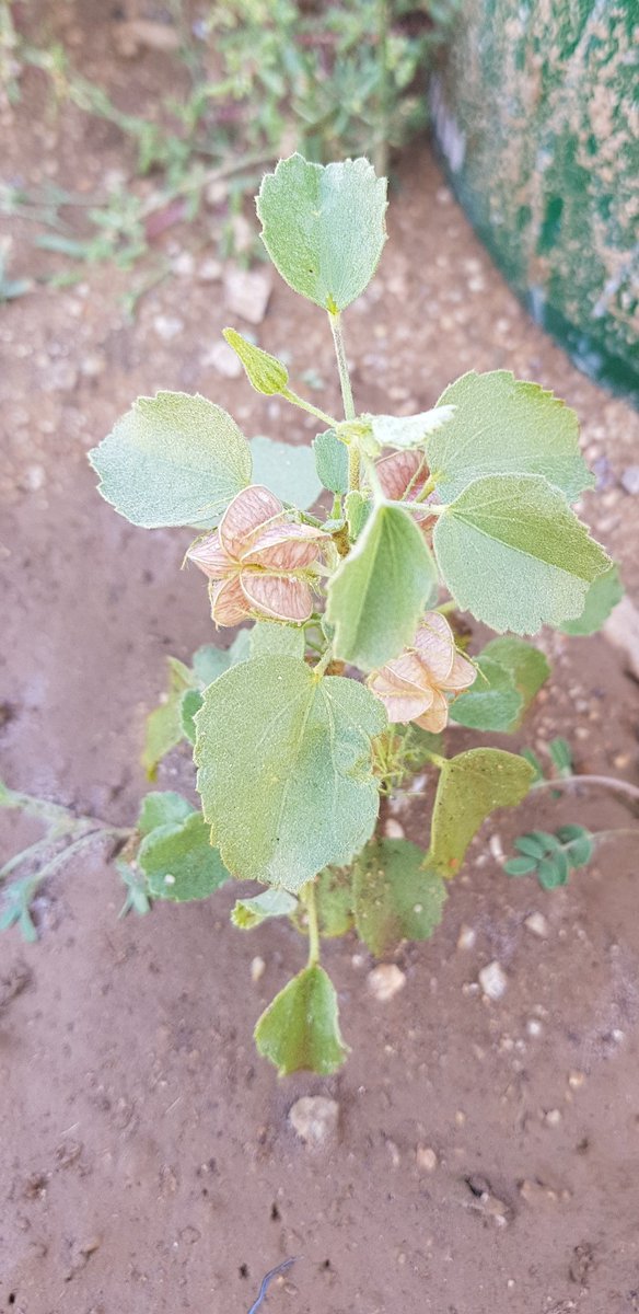 pavonia_kotschyi - تصوير: أ. سعد السفري