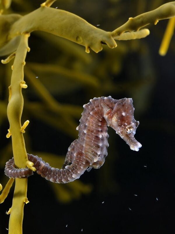 Hippocampus sp photo by Hans Hillewaert