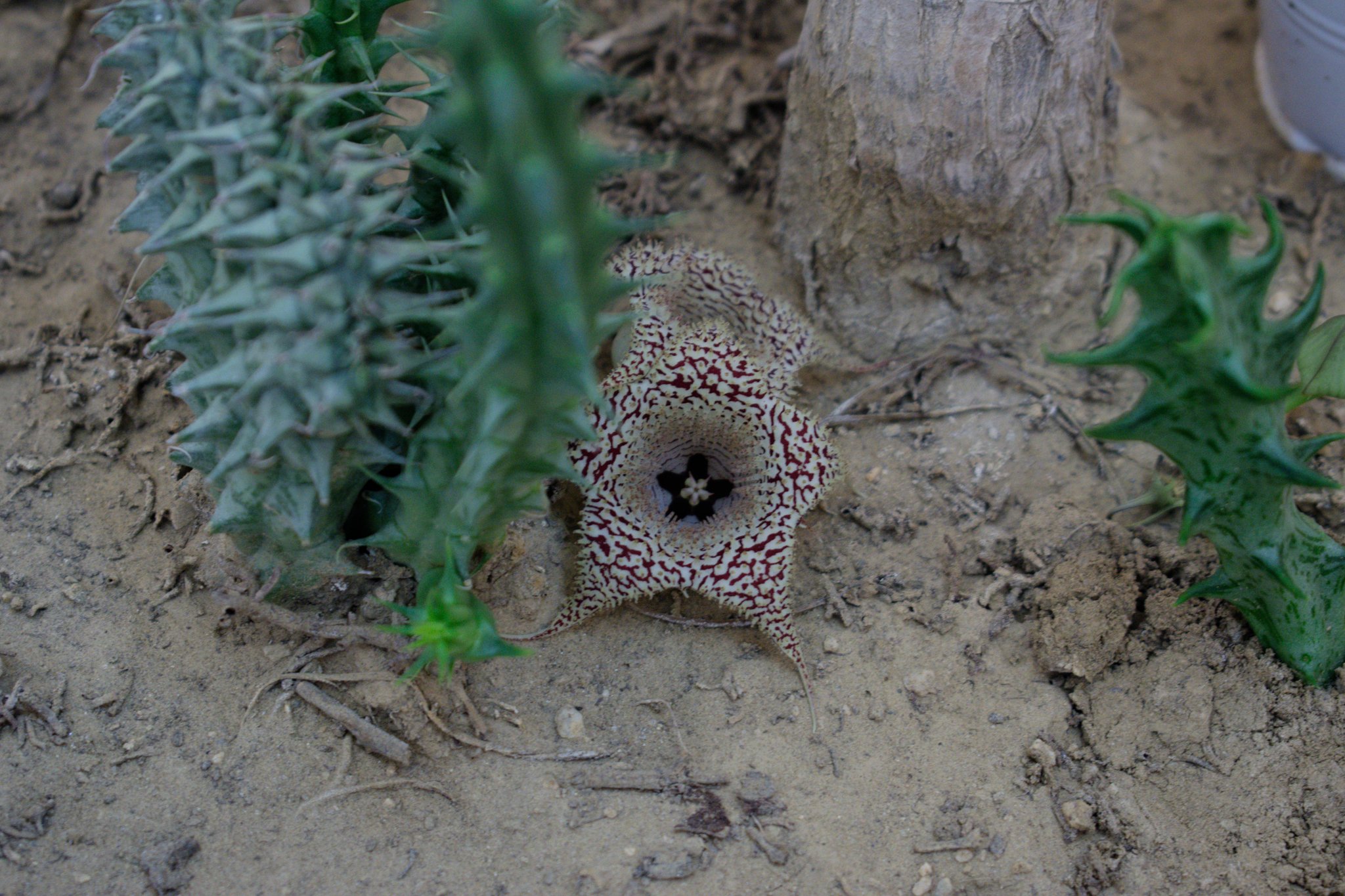 Huernia lodarensis