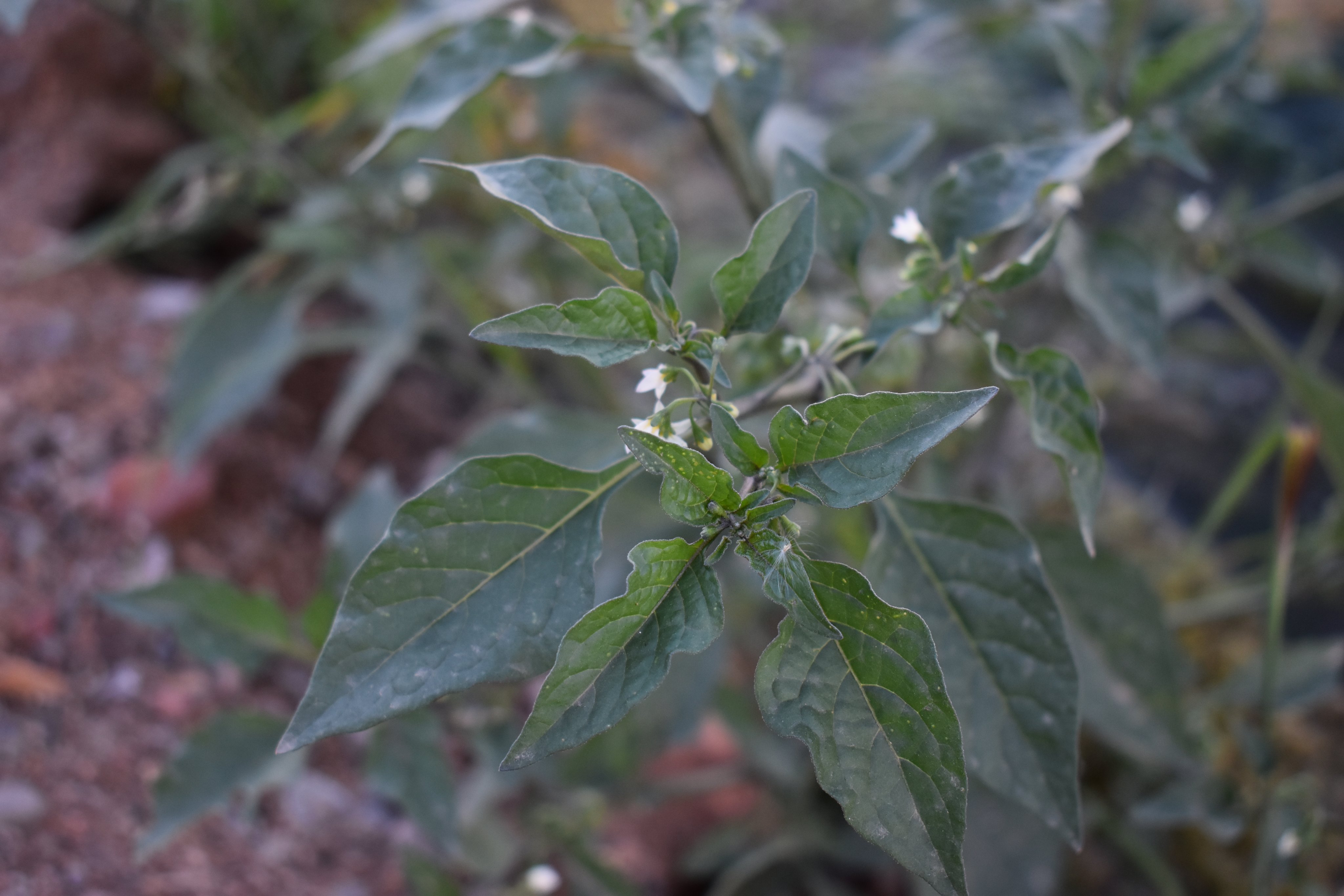 عنب الذيب - تصوير Botanist