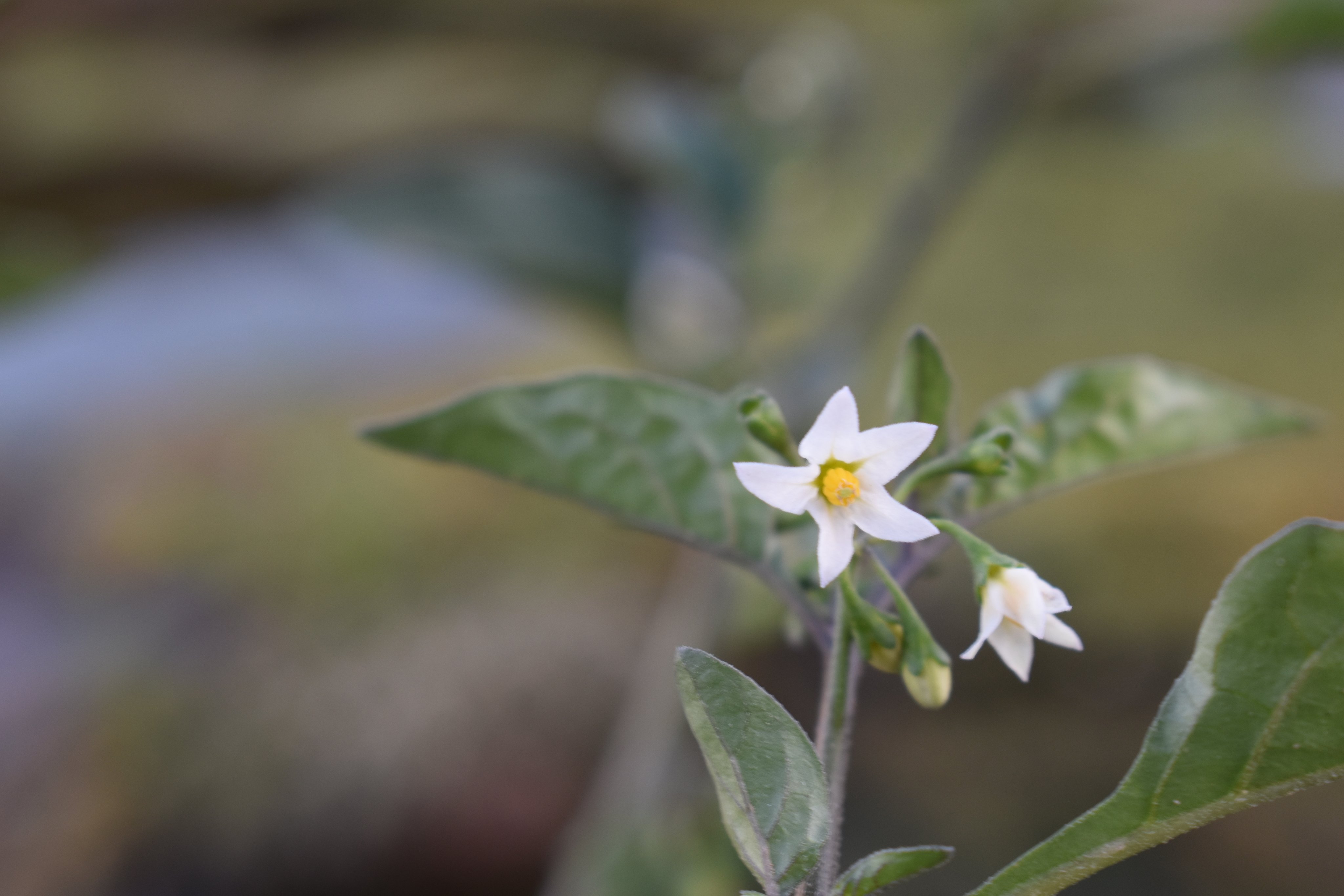 عنب الذيب - تصوير Botanist