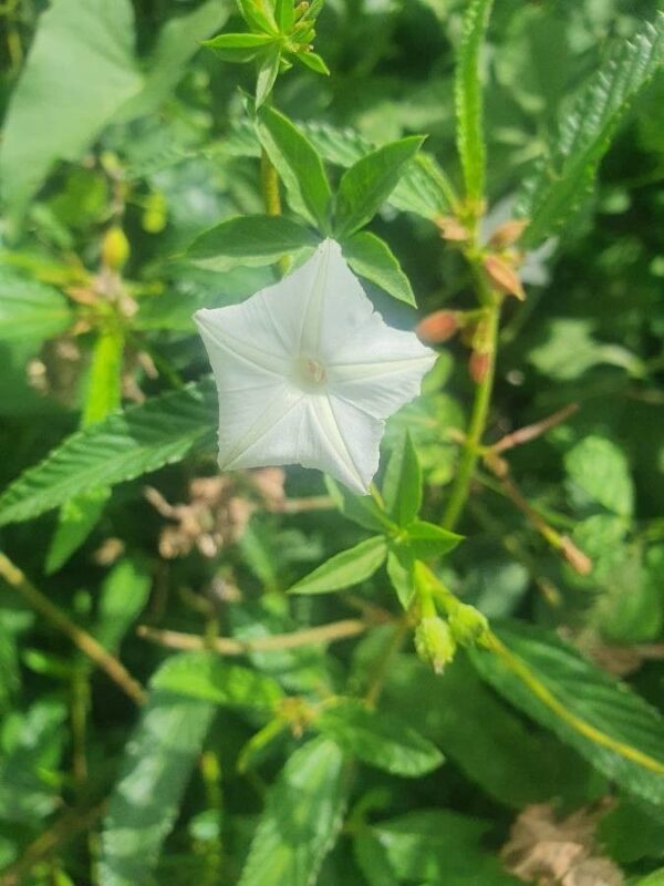 Ipomoea hochstetteri - photo by susan brown