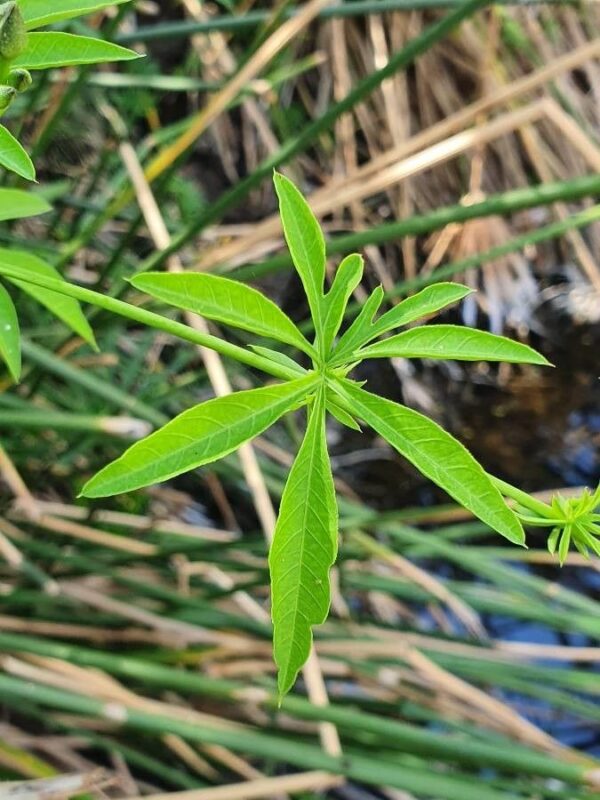 Ipomoea hochstetteri - photo by susan brown