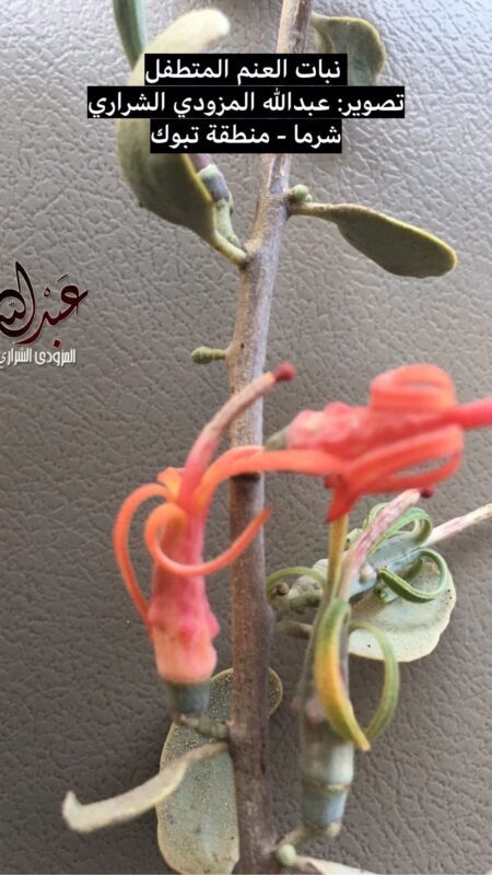 العنم، الغيشية- تصوير عبدالله المزودي الشراري