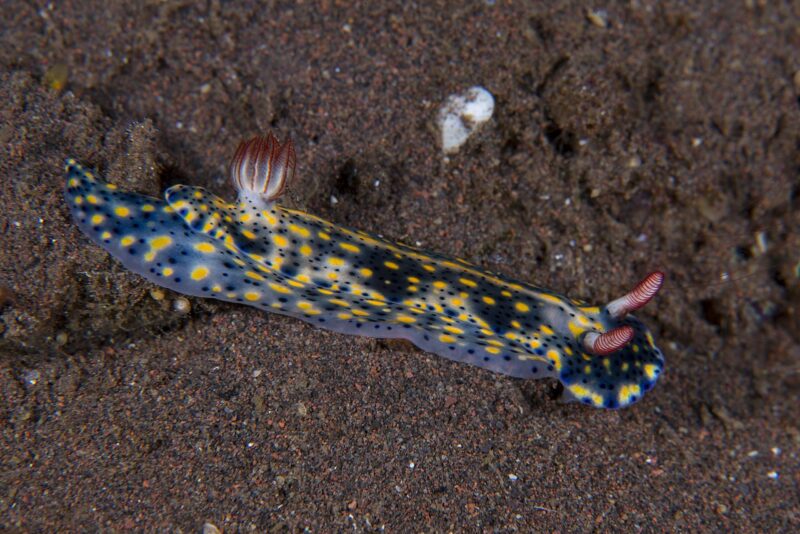 Hypselodoris infucata photo by Bernard Picton