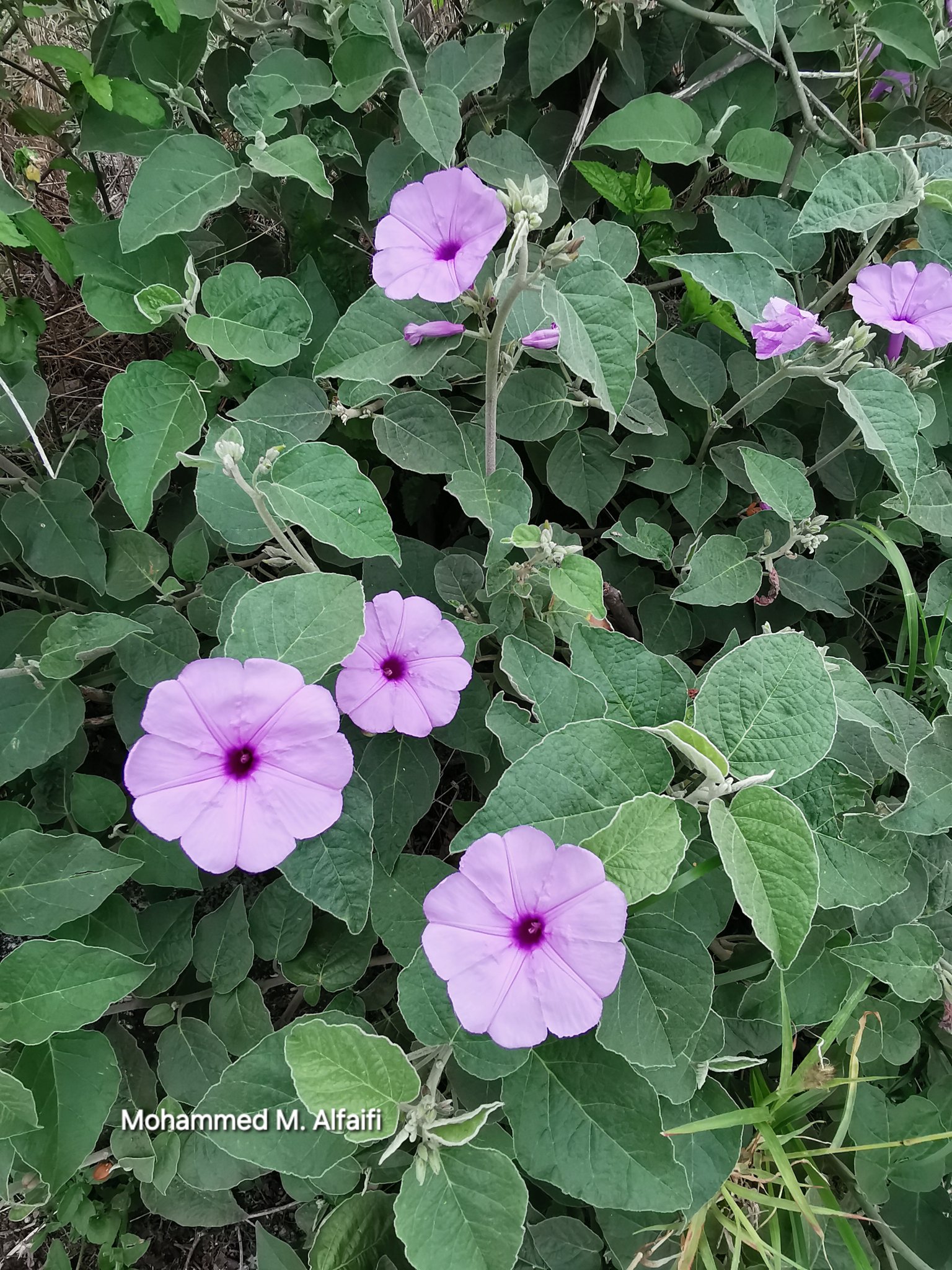 Astripomoea malvacea - تصوير م