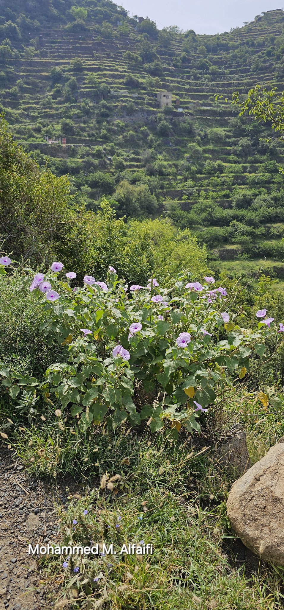 Astripomoea malvacea - تصوير م