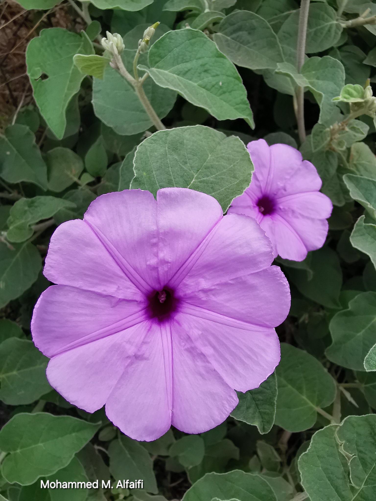 Astripomoea malvacea - تصوير م. محمد الفيفي