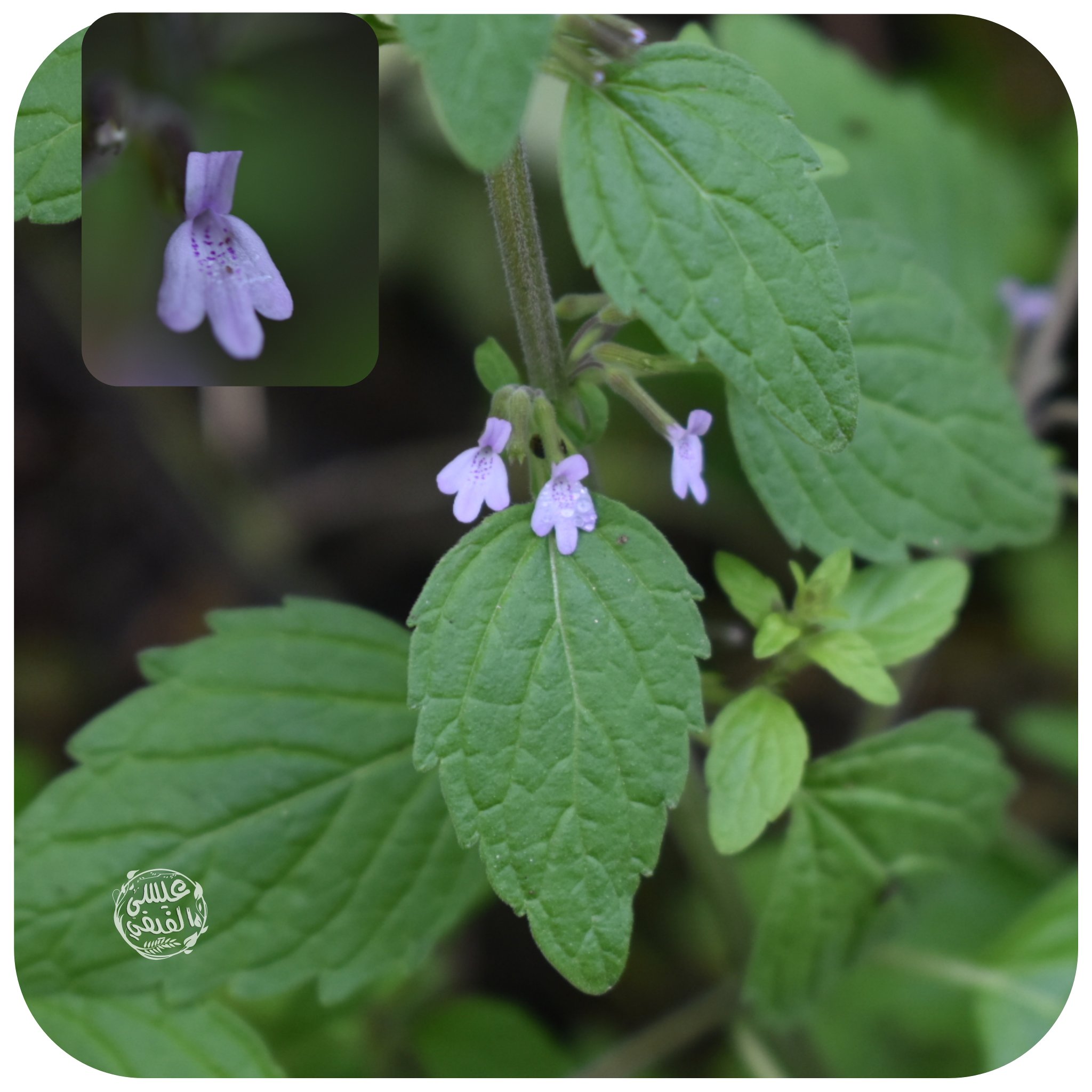 Clinopodium abyssinicum - تصوير عيسى الفيفي
