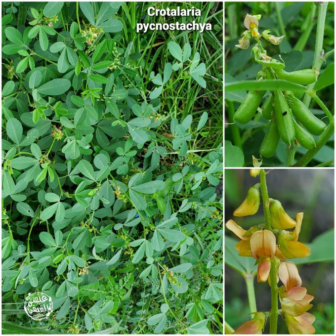 Crotalaria pycnostachya - تصوير عيسى الفيفي