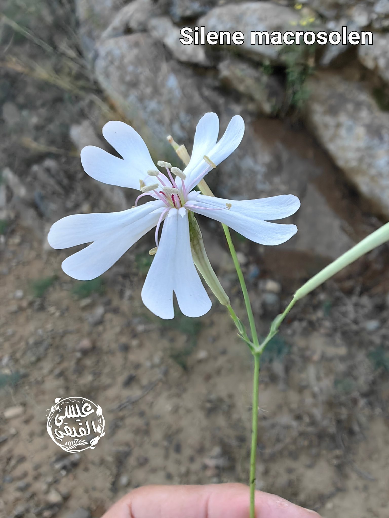 السيلينة العصارية - تصوير عيسى الفيفي