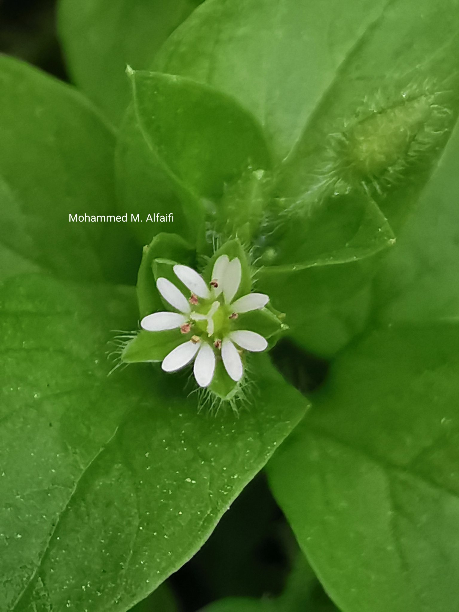 Harveya obtusifolia - تصوير م. محمد الفيفي