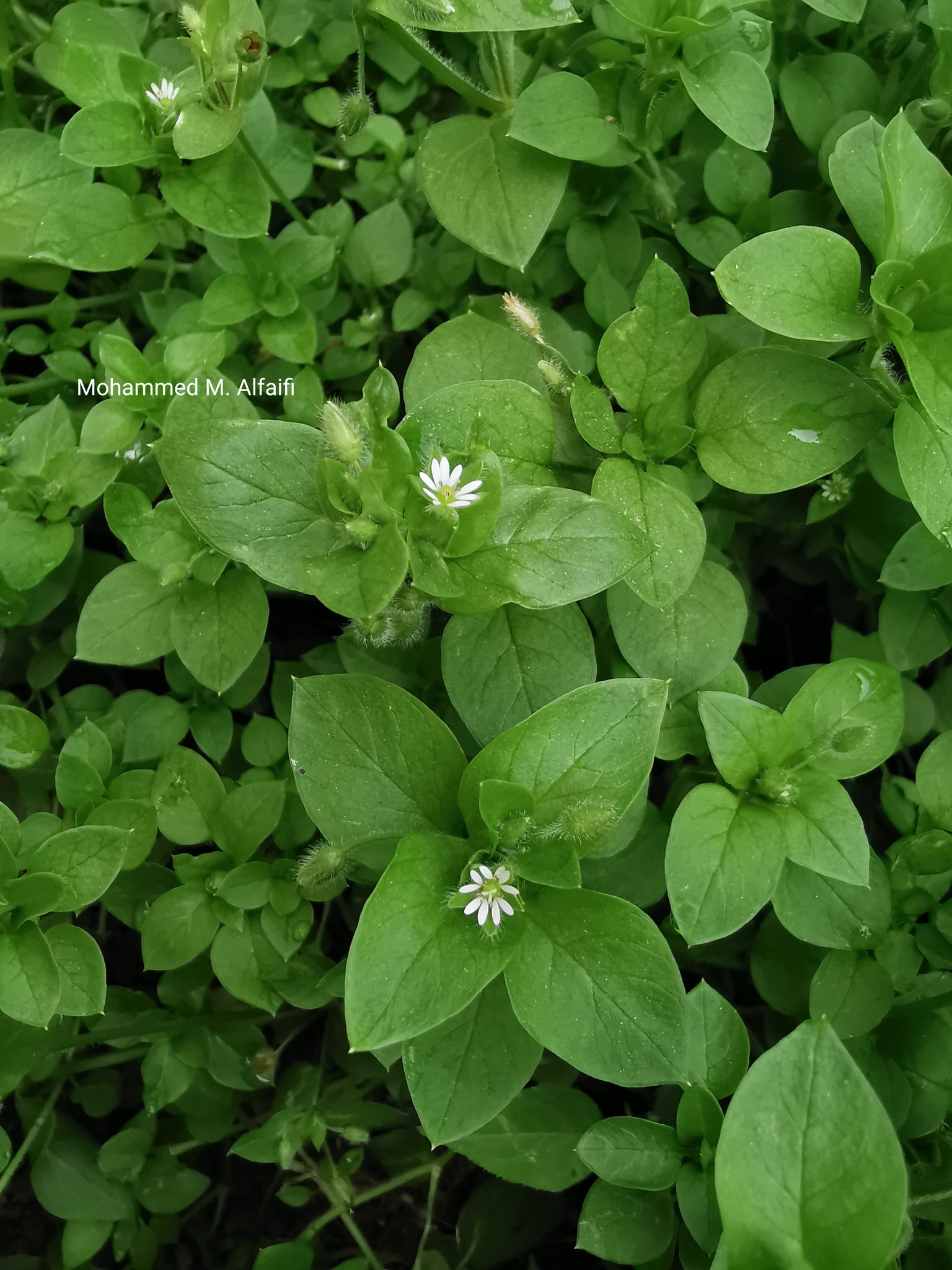 Harveya obtusifolia - تصوير م