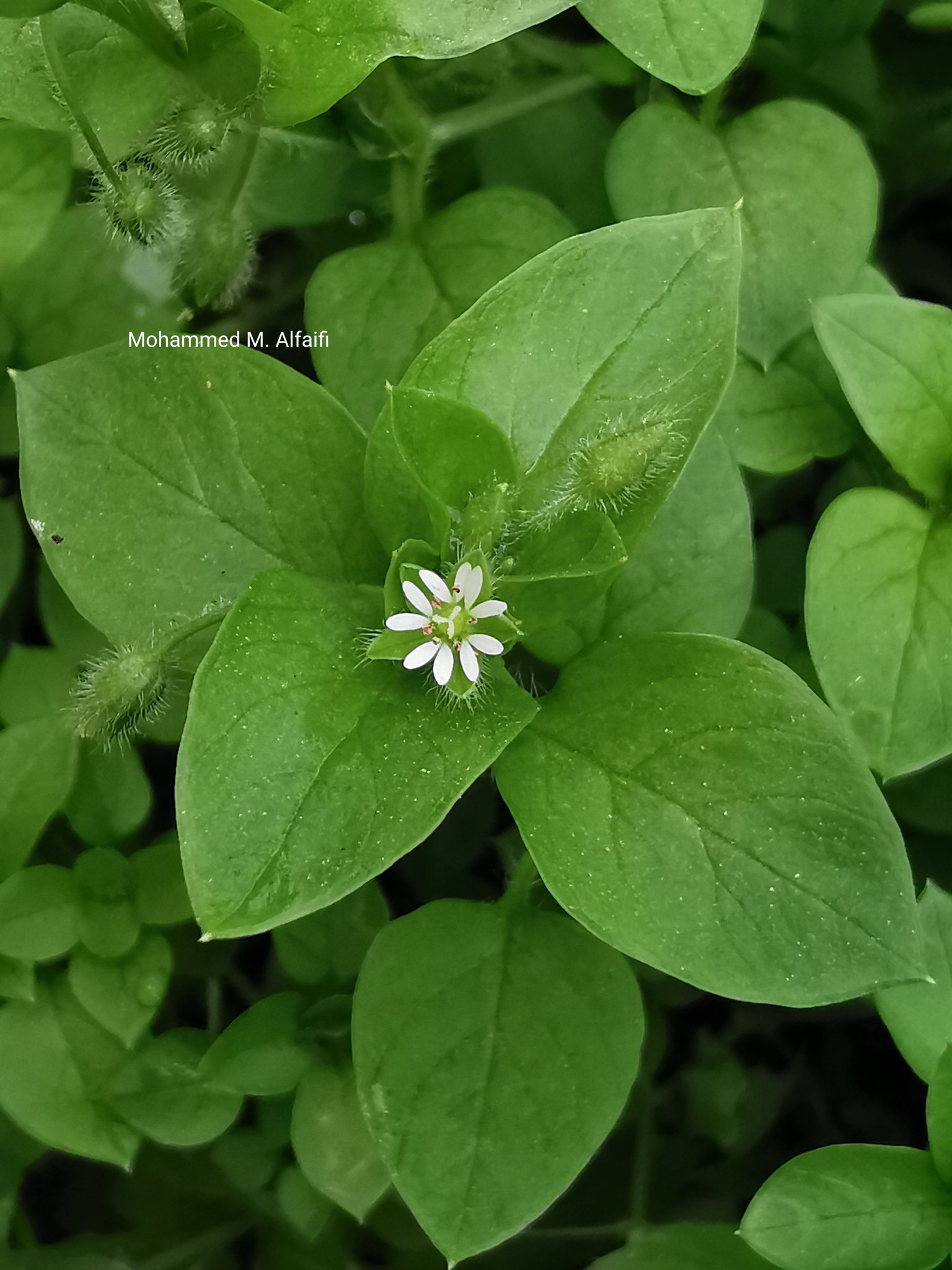 Harveya obtusifolia - تصوير م