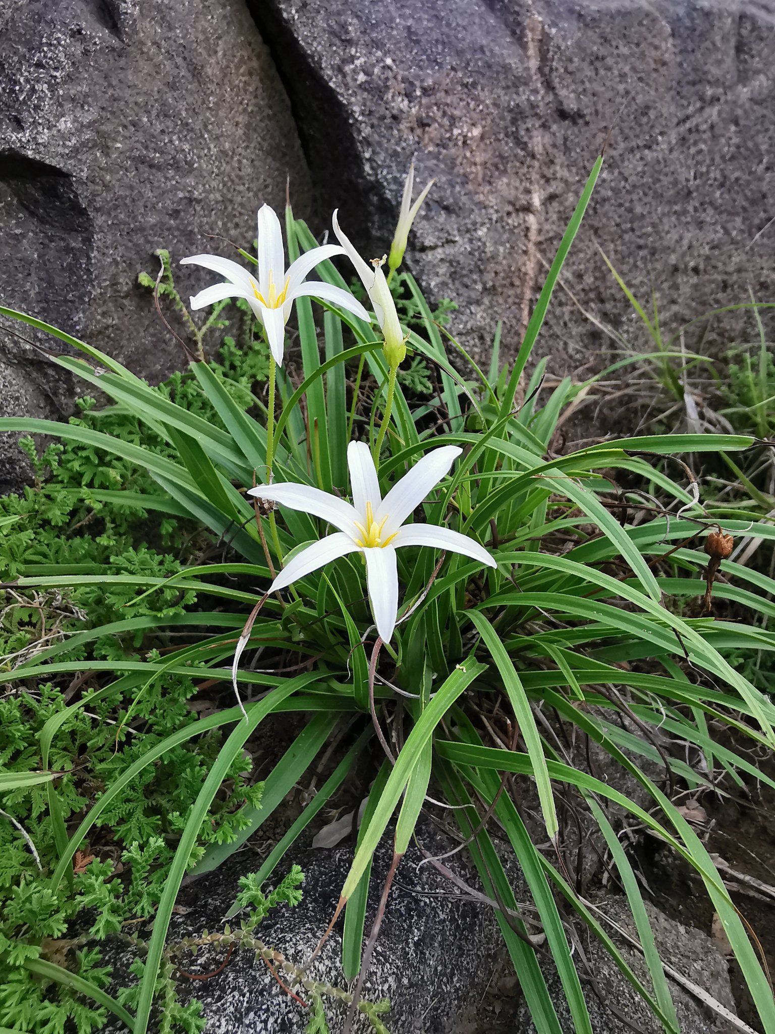 Xerophyta arabica - تصوير م