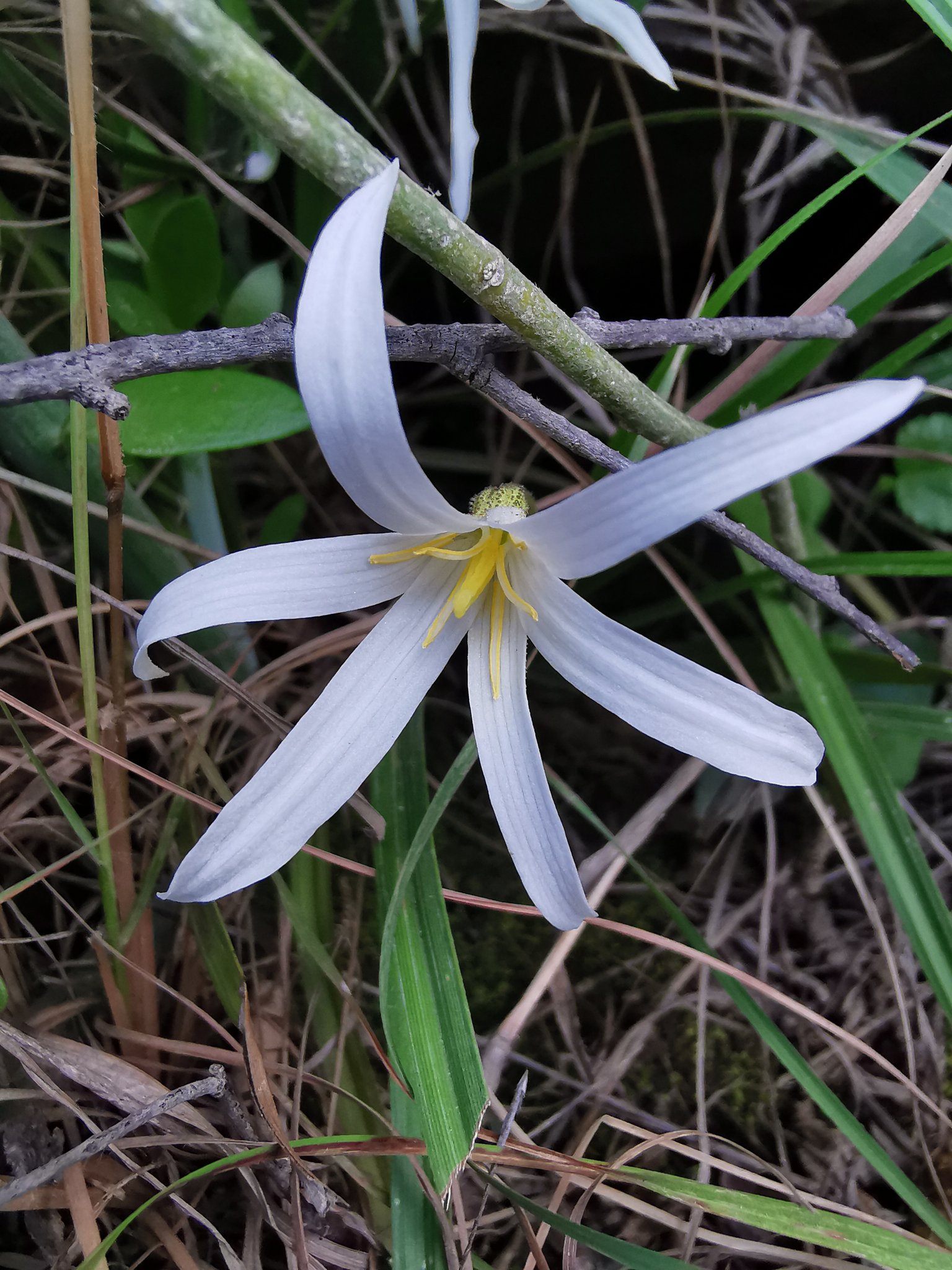 Xerophyta arabica - تصوير م. محمد الفيفي