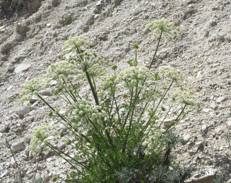 Zosima absinthiifolia- photo by Christian Moliné