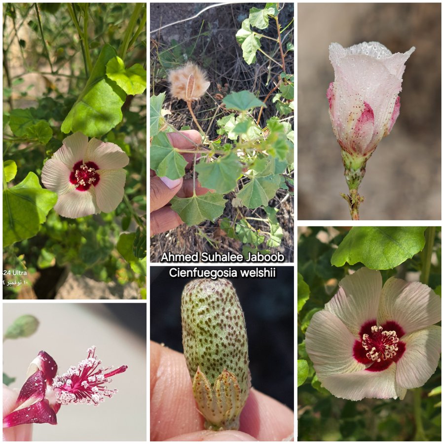 Cienfuegosia welshii - تصوير أ
