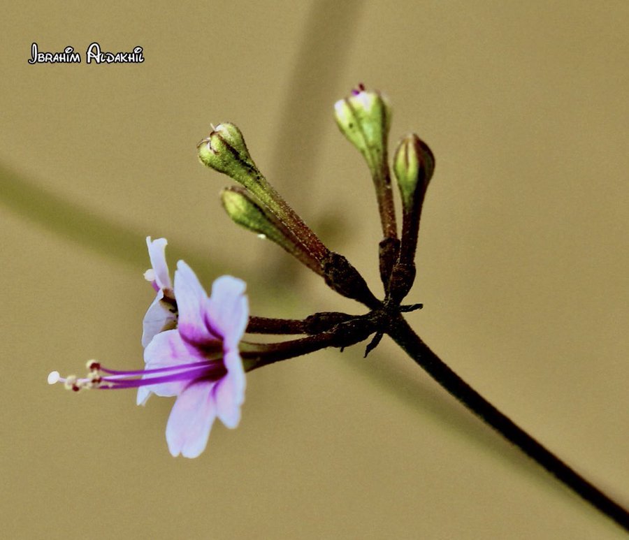 الرديف - تصوير أ. ابراهيم الدخيل