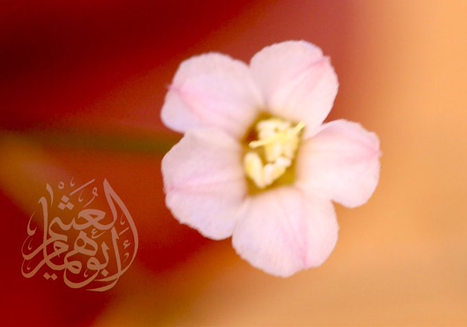Convolvulus erinaceus - تصوير أ. أبو همام العثيم