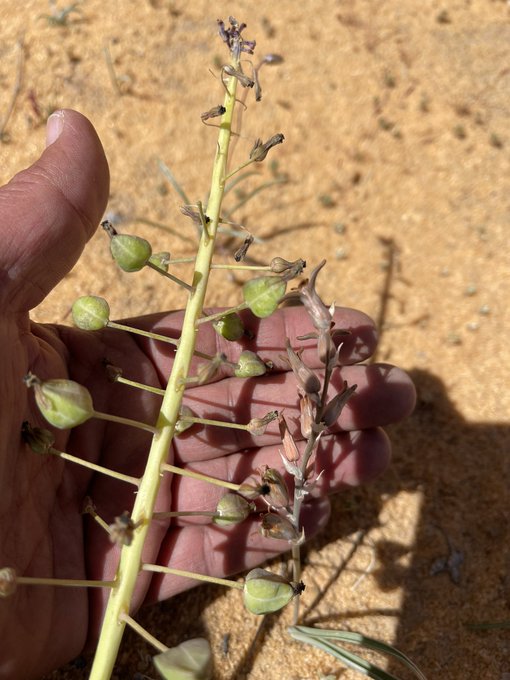 العنصل - تصوير عبدالله بن منصور البراك