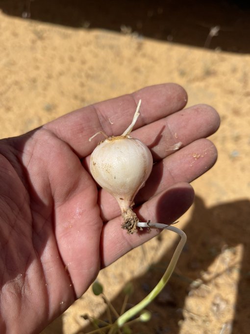 dipcadi_serotinum_3