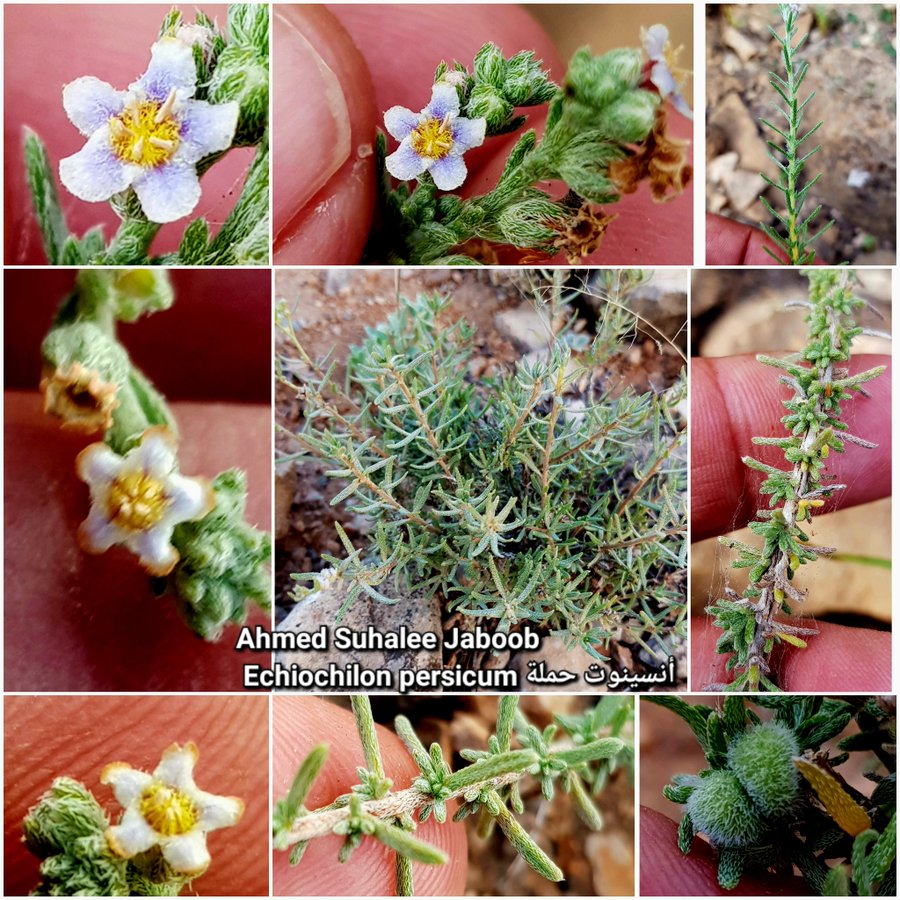 echiochilon_persicum - تصوير أ. أحمد سوحلي