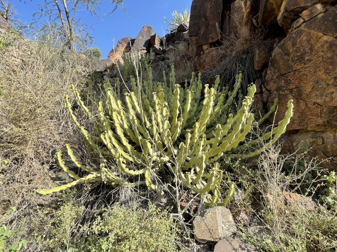 euphorbia_madinahensis