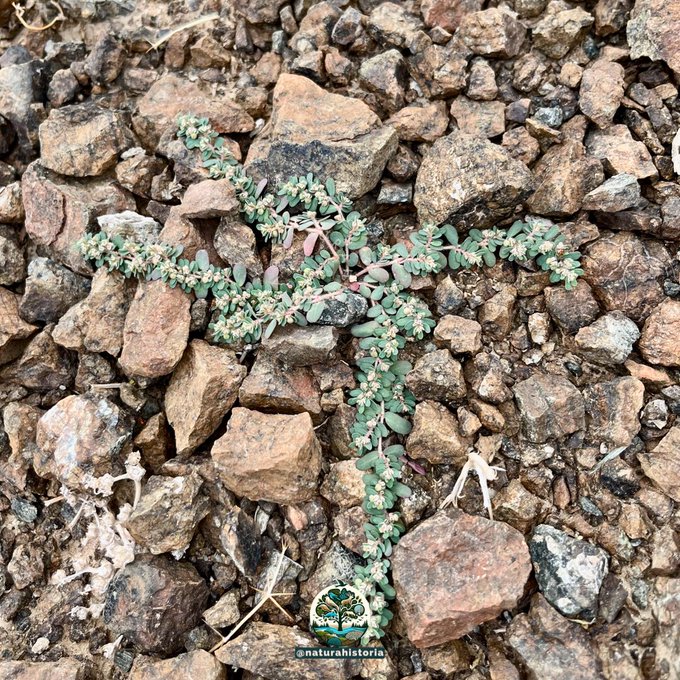 euphorbia_prostrata
