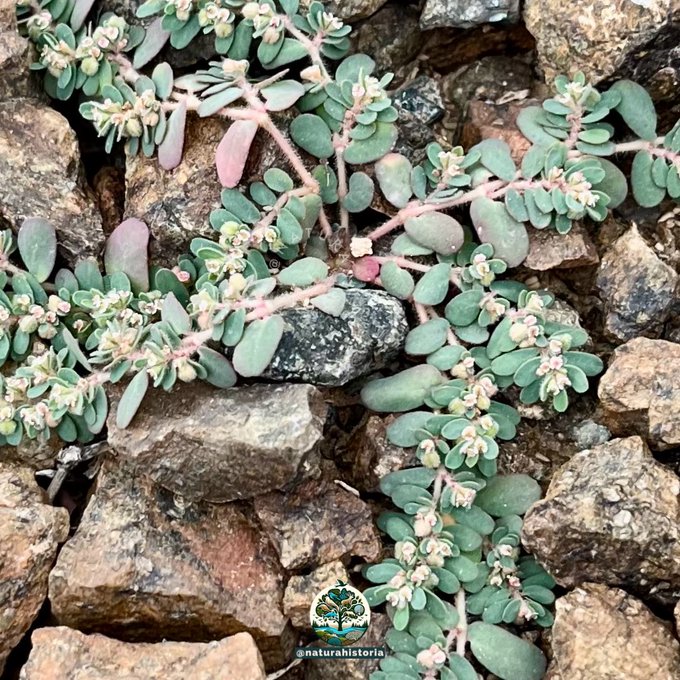 لبينة - تصوير: أبن عباد