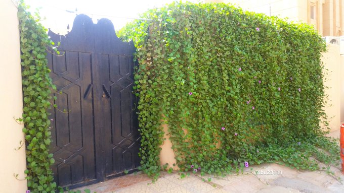 ipomoea_pes-خف الجمل (دباية) - تصوير أ