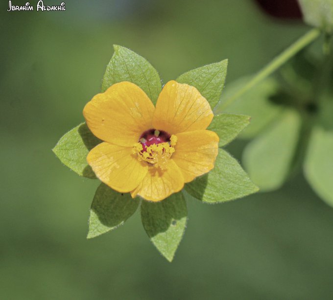 نبات Pavonia procumbens تصوير: أ. إبراهيم الدخيل