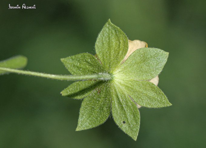 نبات Pavonia procumbens تصوير: أ