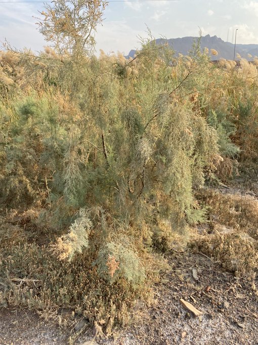 الطرفاء - تصوير Botanist