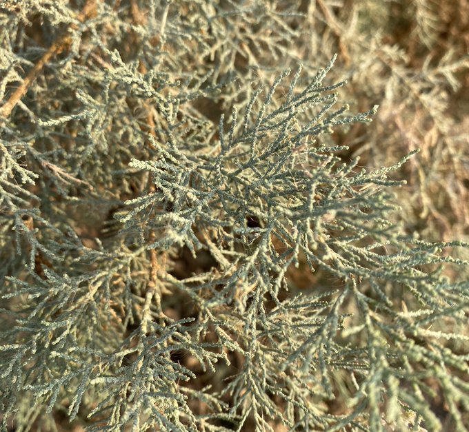tamarix_senegalensis_1