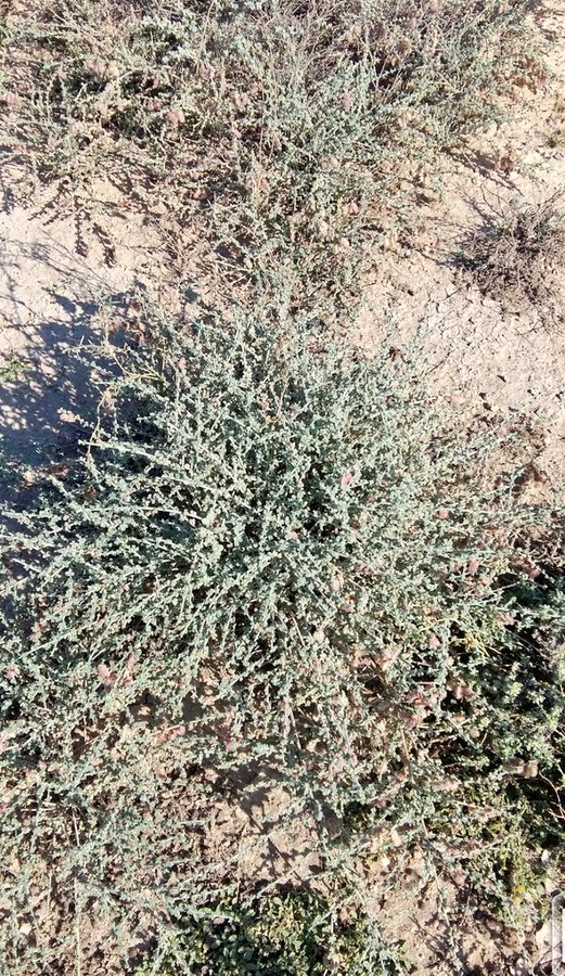 Taverniera lappacea - تصوير أ