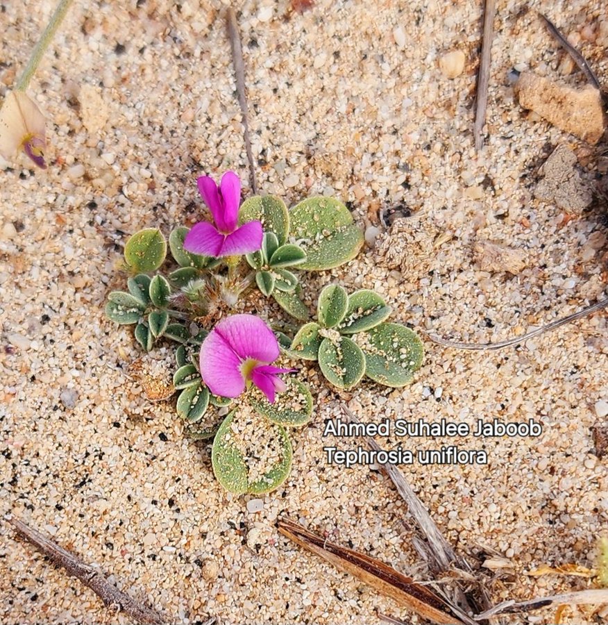 Tephrosia uniflora - تصوير أ. أحمد سوحلي