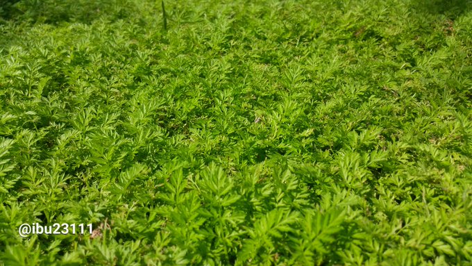 القميلة العقدية - تصوير: أ