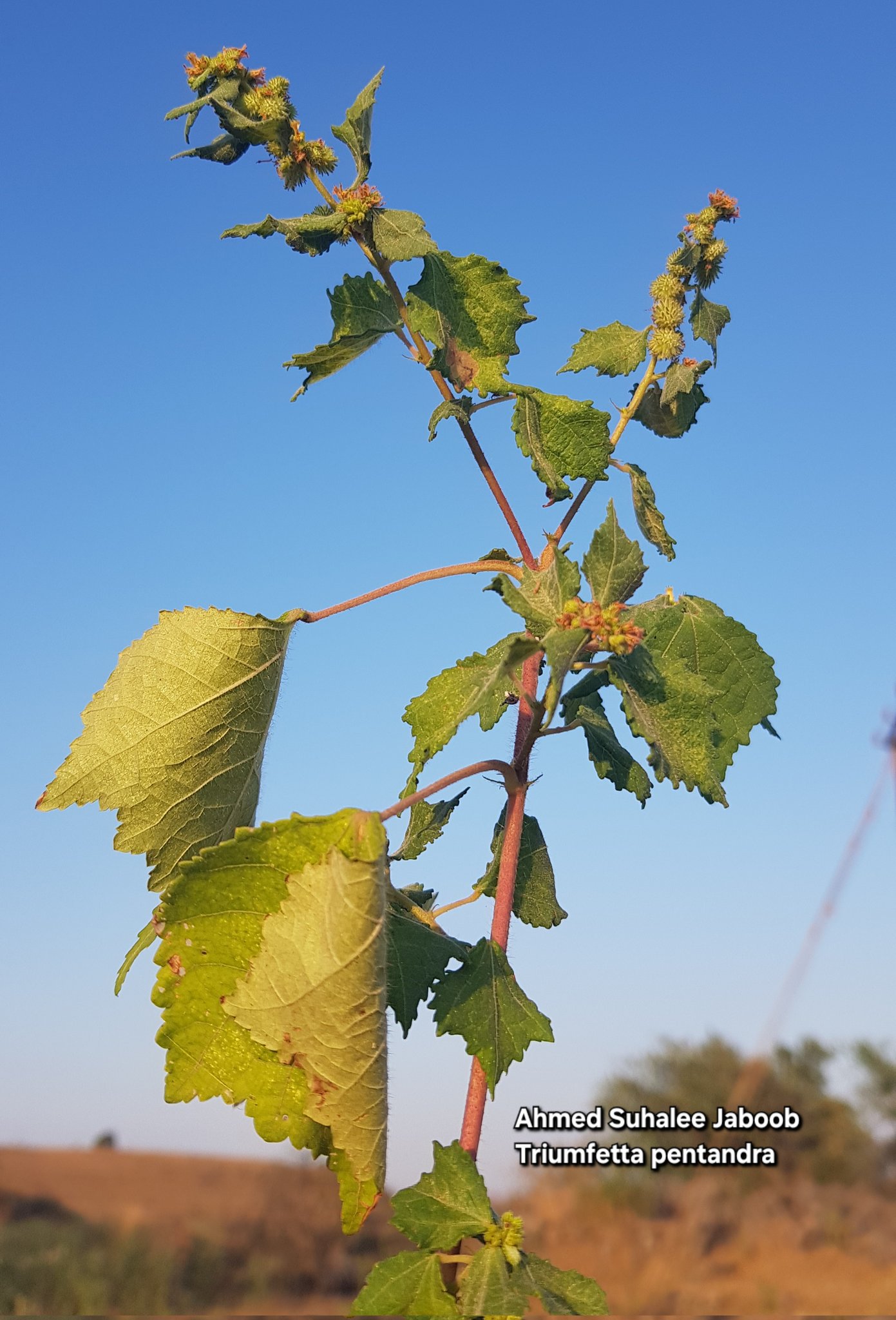 Triumfetta pentandra - تصوير أ
