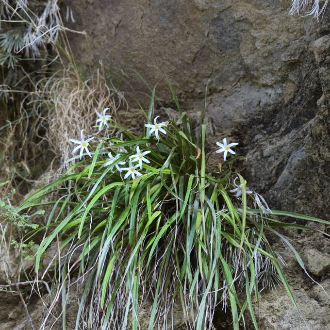 Xerophyta arabica - تصوير: د