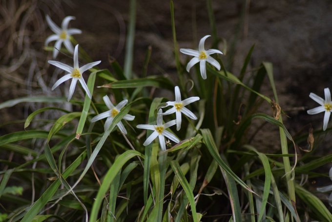 Xerophyta arabica - تصوير: د