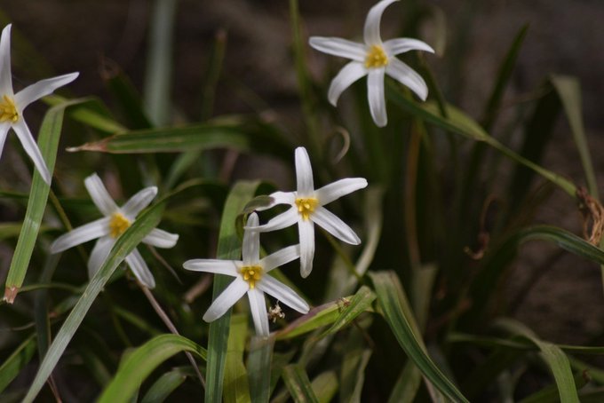 Xerophyta arabica - تصوير: د