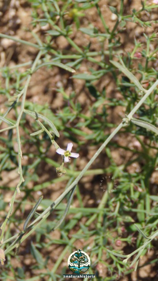 Farsetia linearis - تصوير أ