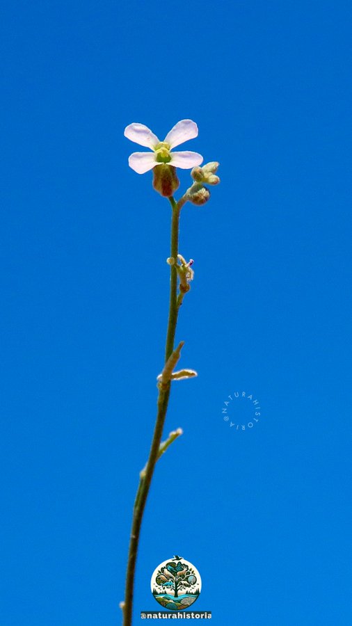 Farsetia linearis - تصوير أ. بن عباد