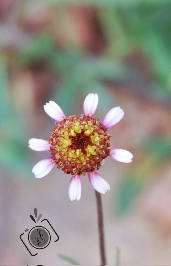 Lasiospermum brachyglossum - تصوير يحيى بن حمد