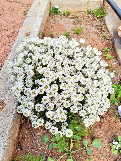 lobularia_maritima_3