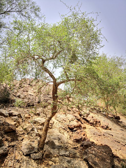 البشام - تصوير: أ